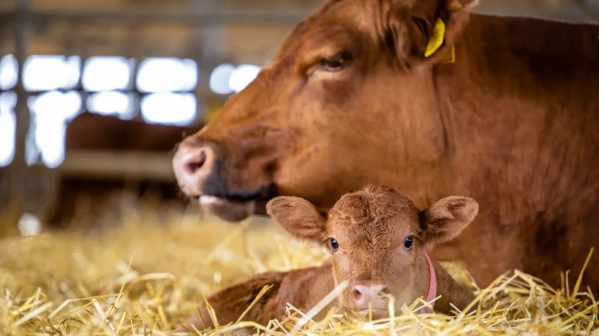 Nikon AI kamera pomaže seljacima da otkriju kada su krave spremne da se otele
