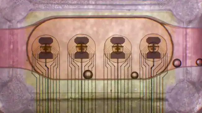 Bioprocesor sa 16 ljudskih moždanih ćelija kao CPU sa 16 jezgara