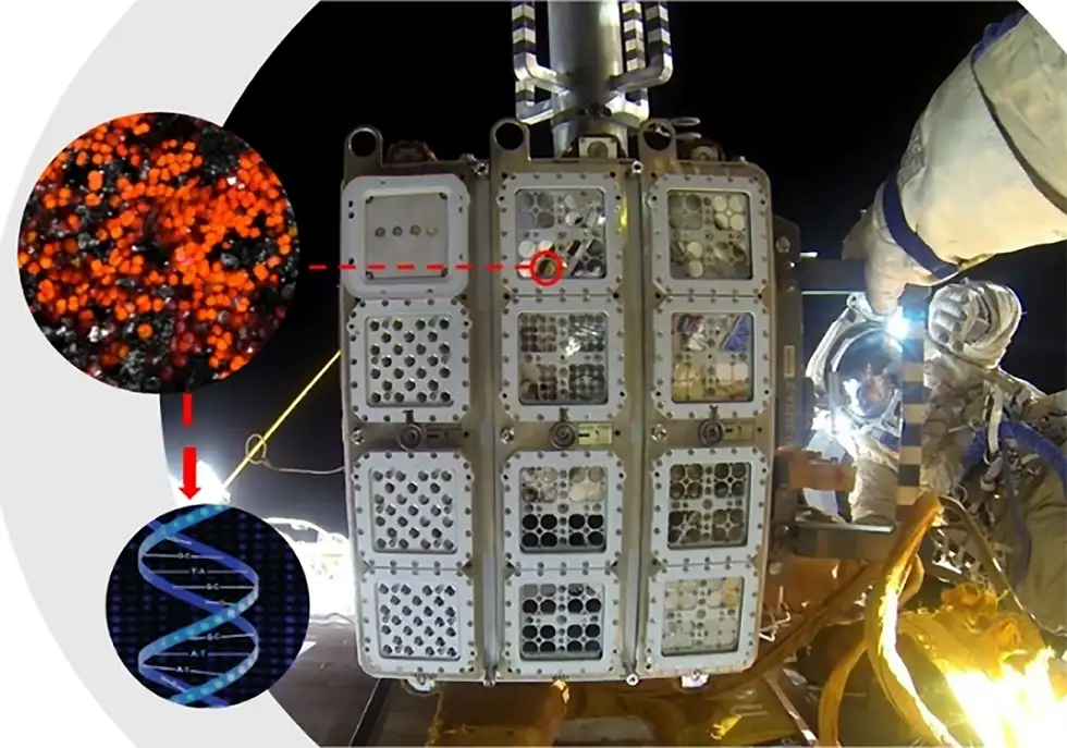 cijanobakterije Mars