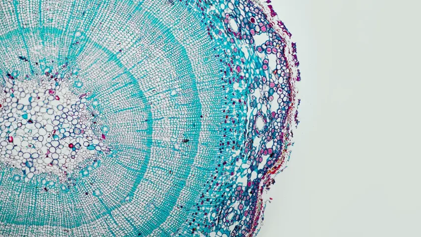 „Svako živo biće na Zemlji koristi isti programski jezik“: AI modeli trenirani na DNK menjaju biologiju biljaka